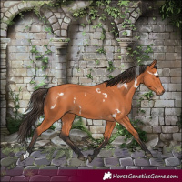 Horse Color:White Spotted Bay 