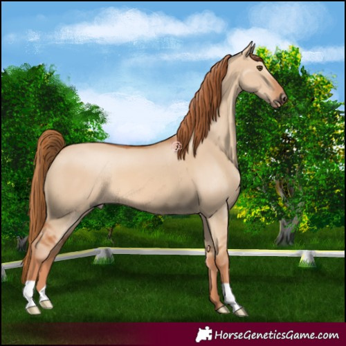 Horse Color:Red Dun 