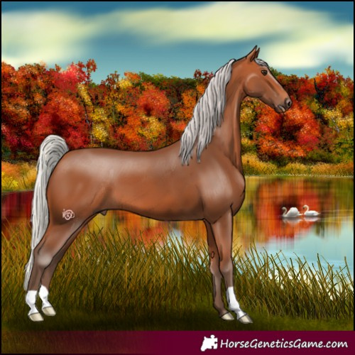 Horse Color:Silver Bay 