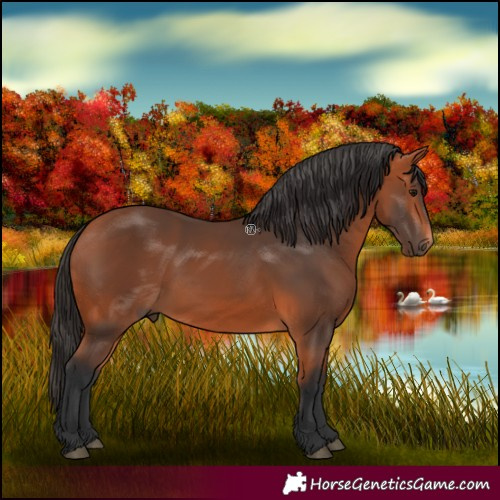 Horse Color:Bay 
