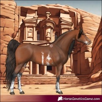 Horse Color:Bay Sabino 
