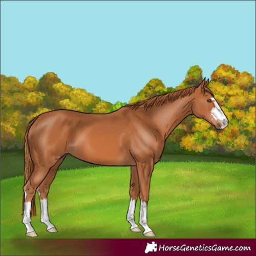 Horse Color:Chestnut 