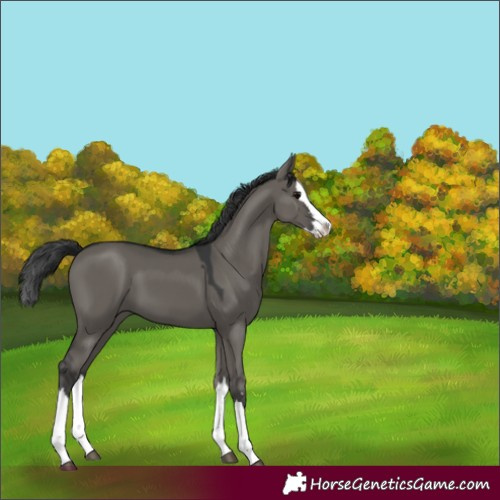Horse Color:Grullo Splash 