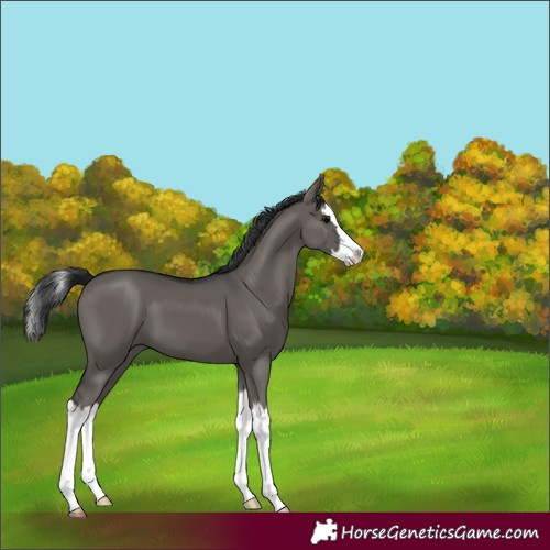 Horse Color:Grullo Splash 