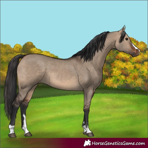 Horse Color:Brown Dun 