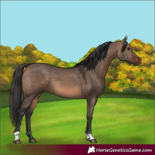 Horse Color:Brown Dun 