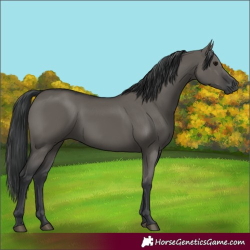 Horse Color:Grullo 