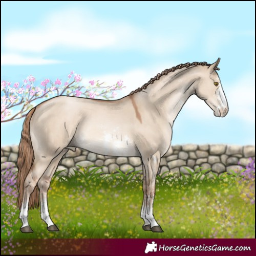 Horse Color:Liver Red Dun Pearl Sabino Rabicano 