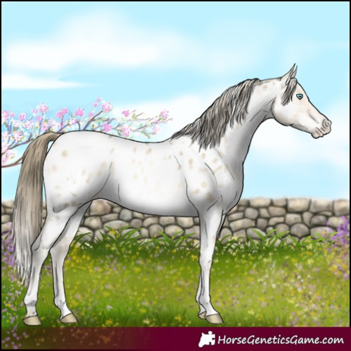 Horse Color:White Spotted Buckskin Pearl Dun Mushroom Near Leopard Brindle 