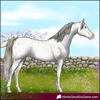 Horse Color:White Spotted Buckskin Pearl Dun Mushroom Appaloosa Brindle 