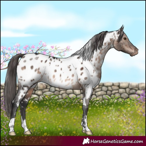 Horse Color:White Spotted Brown Dun Mushroom Appaloosa Brindle