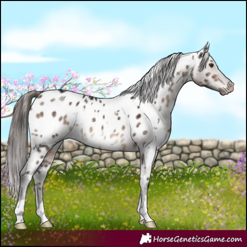 Horse Color:White Spotted Brown Dun Mushroom Near Leopard Brindle