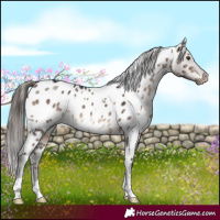 Horse Color:White Spotted Brown Dun Mushroom Near Leopard Brindle 