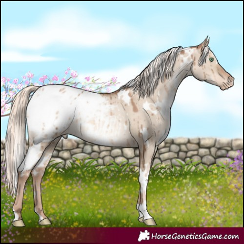Horse Color:White Spotted Liver Red Dun Pearl Mushroom Appaloosa Brindle 