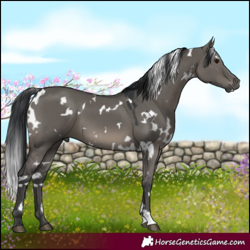 Horse Color:White Spotted Grullo Mushroom 