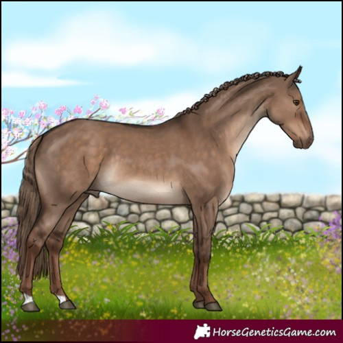 Horse Color:Liver Red Dun Rabicano 