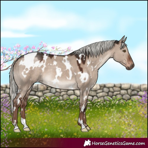 Horse Color:White Spotted Liver Red Dun Mushroom