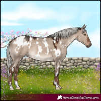 Horse Color:White Spotted Liver Red Dun Mushroom 