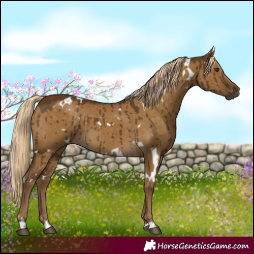 Horse Color:White Spotted Chocolate Palomino Dun Brindle 