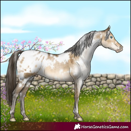 Horse Color:Gray White Spotted Buckskin Pearl Dun Appaloosa 