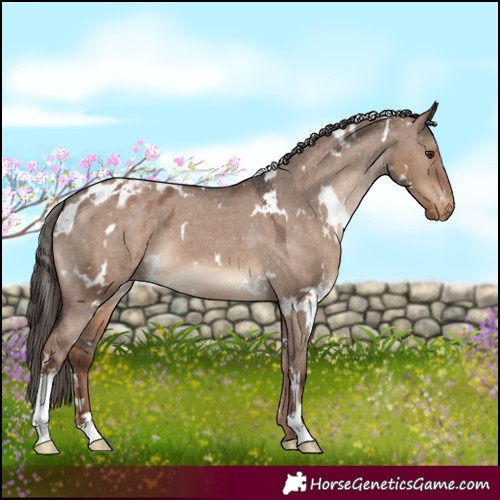 Horse Color:White Spotted Liver Red Dun Appaloosa 