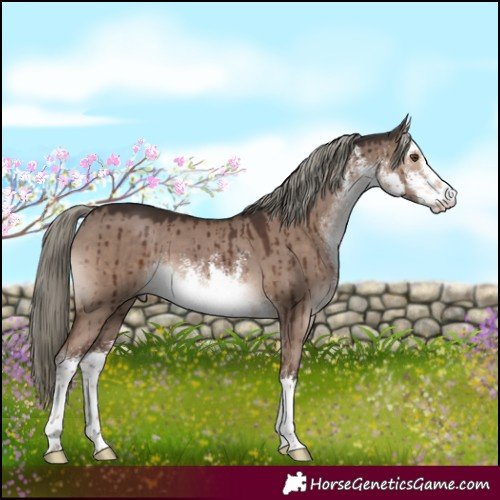 Horse Color:White Spotted Liver Red Dun Mushroom Brindle 