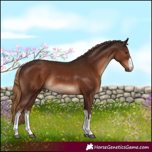 Horse Color:White Spotted Liver Chestnut Rabicano 