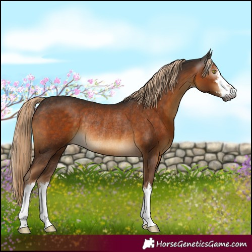 Horse Color:Gray White Spotted Chocolate Palomino Mushroom Rabicano 