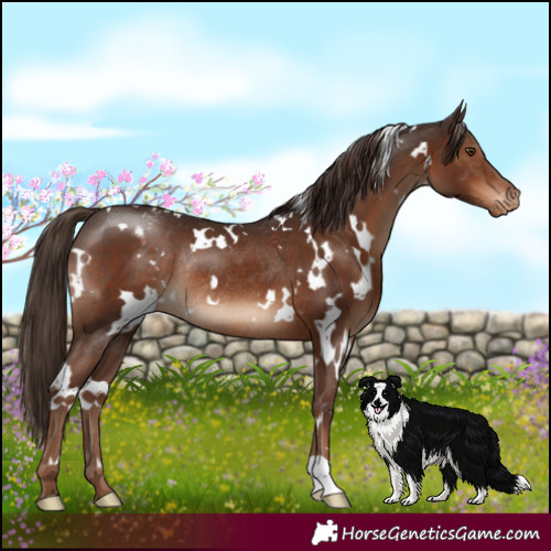 Horse Color:White Spotted Liver Chestnut Appaloosa Rabicano 