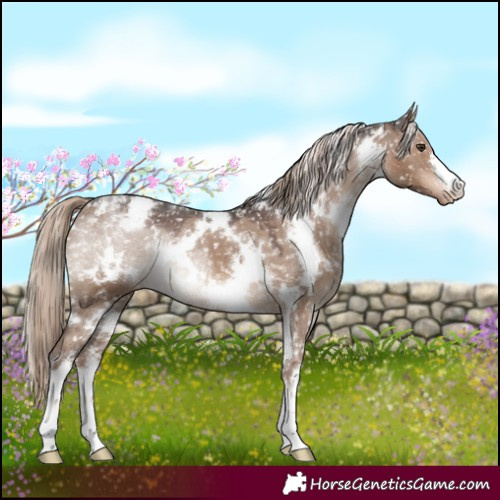 Horse Color:White Spotted Liver Red Dun Snowflake Varnish