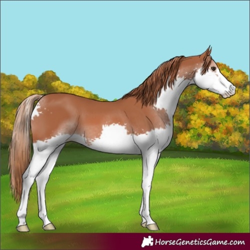 Horse Color:Chestnut Splash 