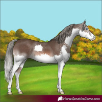 Horse Color:Liver Chestnut Mushroom Splash 