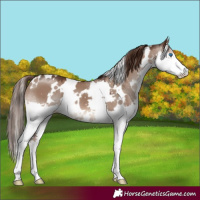 Horse Color:White Spotted Liver Red Dun Splash