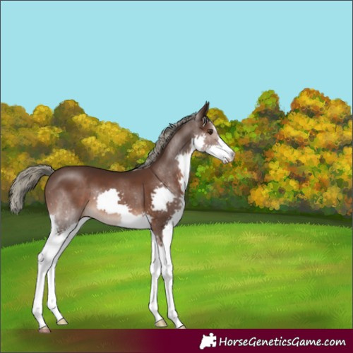 Horse Color:Liver Chestnut Mushroom Splash 
