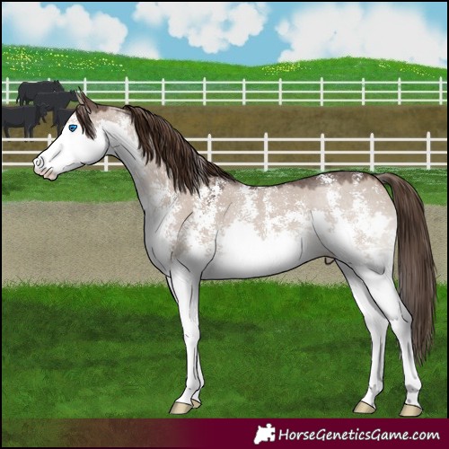 Horse Color:Liver Red Dun Sabino Splash 