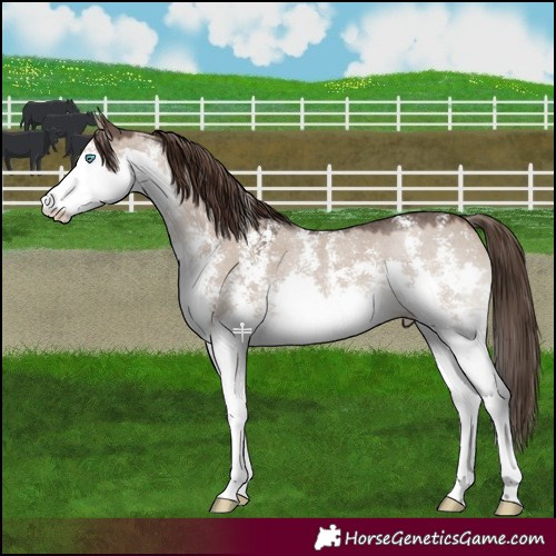 Horse Color:Liver Red Dun Sabino Splash 