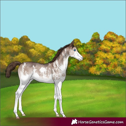 Horse Color:Liver Red Dun Sabino Splash 