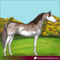 Horse Color:Liver Red Dun Splash