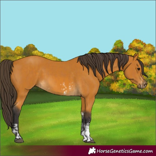Horse Color:Buckskin Sabino Rabicano  and Buckskin Sabino Rabicano 