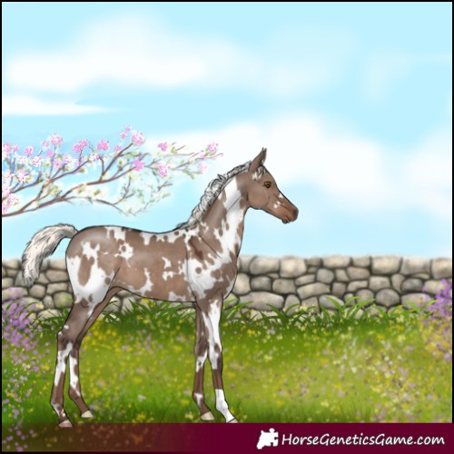 Horse Color:White Spotted Liver Red Dun Mushroom 