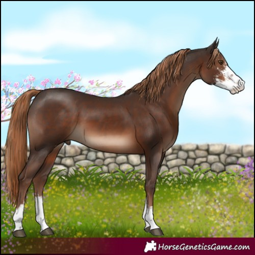 Horse Color:Liver Chestnut Sabino 