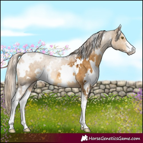 Horse Color:White Spotted Chocolate Palomino Dun Sabino 