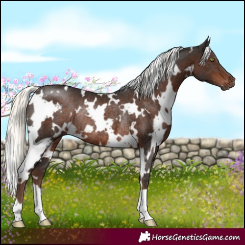 Horse Color:White Spotted Liver Chestnut Mushroom Rabicano 