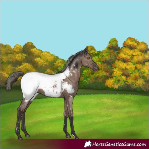 Horse Color:Liver Red Dun Mushroom Appaloosa 
