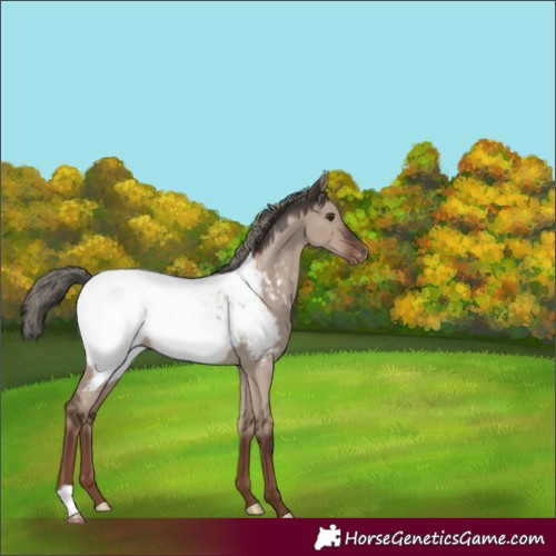 Horse Color:Liver Red Dun Mushroom Appaloosa 