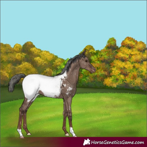 Horse Color:Liver Red Dun Mushroom Near Fewspot 