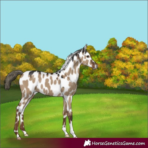 Horse Color:Gray Liver Red Dun Mushroom Appaloosa 