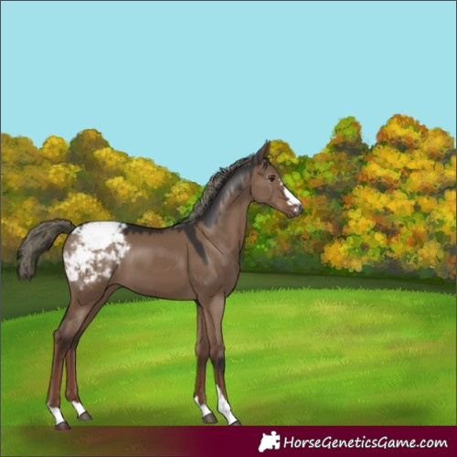 Horse Color:Gray Liver Red Dun Mushroom Appaloosa 