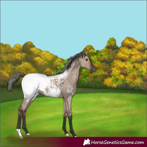 Horse Color:Liver Red Dun Mushroom Near Fewspot 