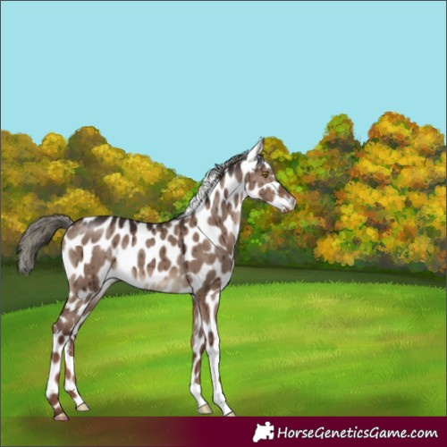 Horse Color:Liver Red Dun Mushroom Appaloosa Brindle 